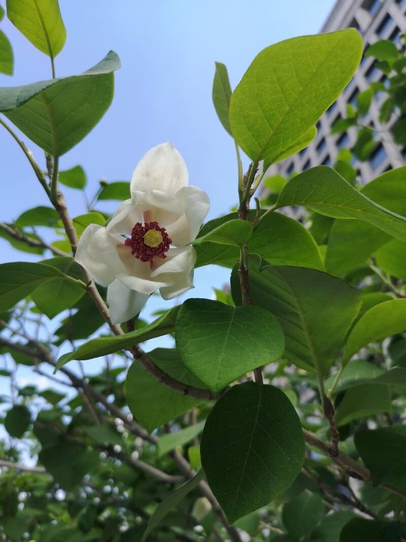 Magnolia sieboldii (Oyama magnolia) (alternate view 10)