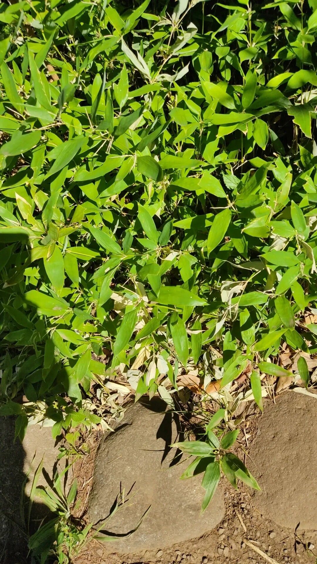 Shibataea kumasasa (Ruscus-leaved Bamboo) (alternate view 7)