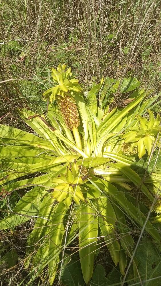 Eucomis