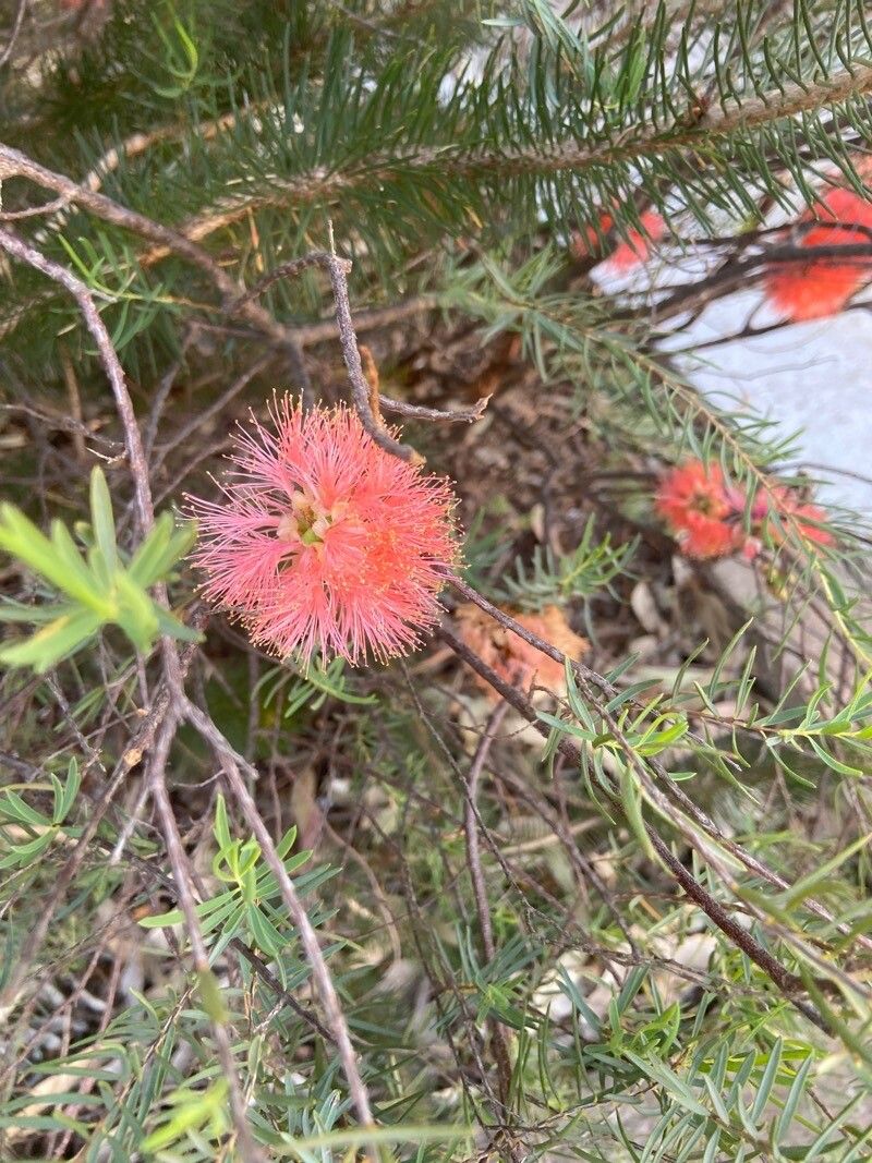 Melaleuca fulgens (alternate view 4)