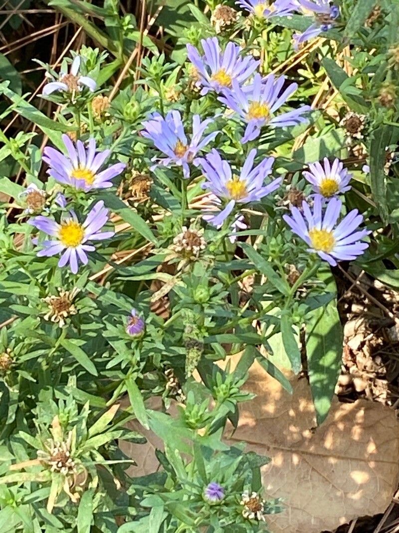 Symphyotrichum subspicatum (Douglas' aster) (alternate view 12)
