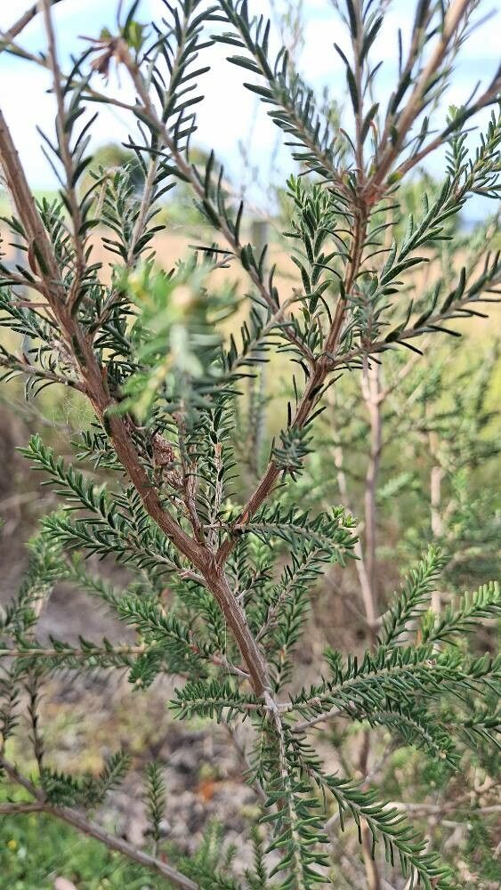 Melaleuca ericifolia (Swamp Paperbark) (alternate view 12)