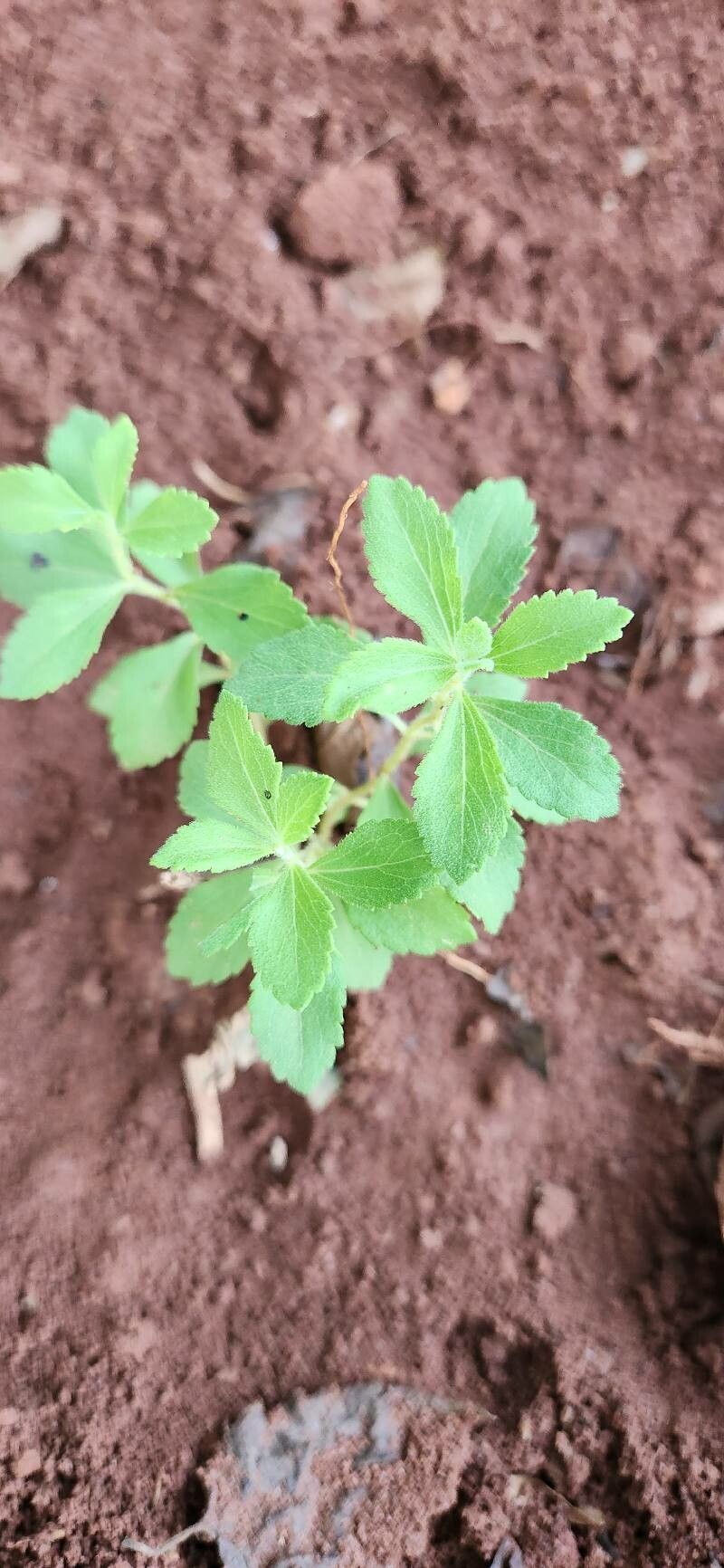 Stevia (alternate view 3)