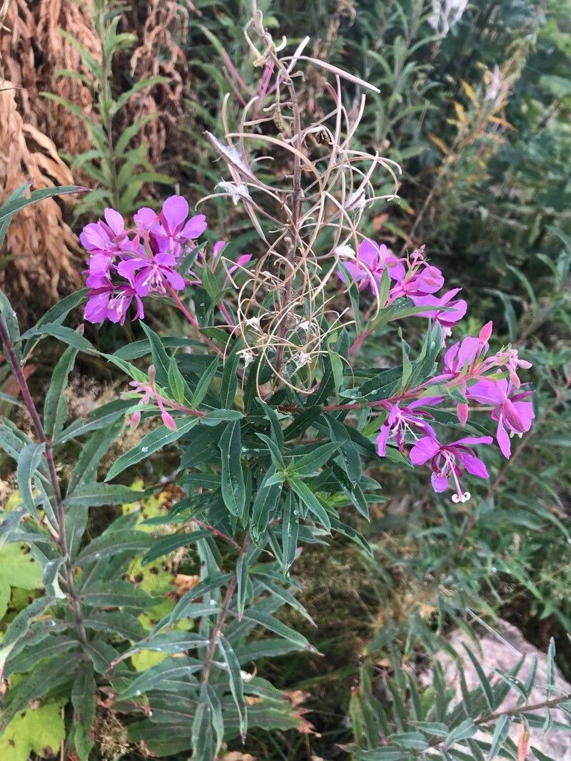 Chamerion angustifolium (fireweed) (alternate view 2)