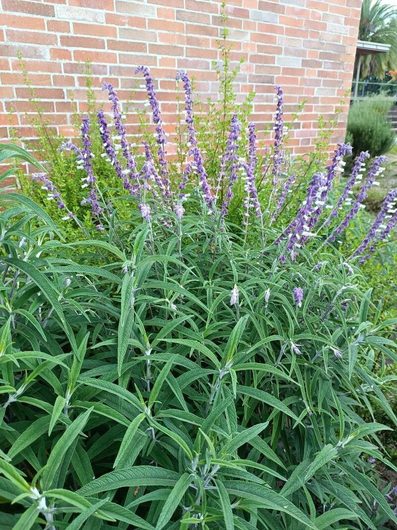 Salvia leucantha (Mexican Bush Sage) (alternate view 12)