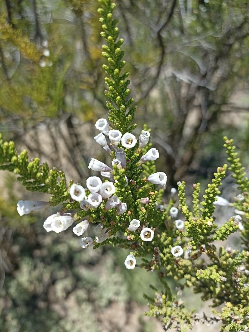Fabiana imbricata (Pichi) (alternate view 13)