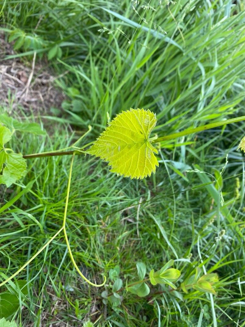 Vitis vulpina (frost grape) (alternate view 11)