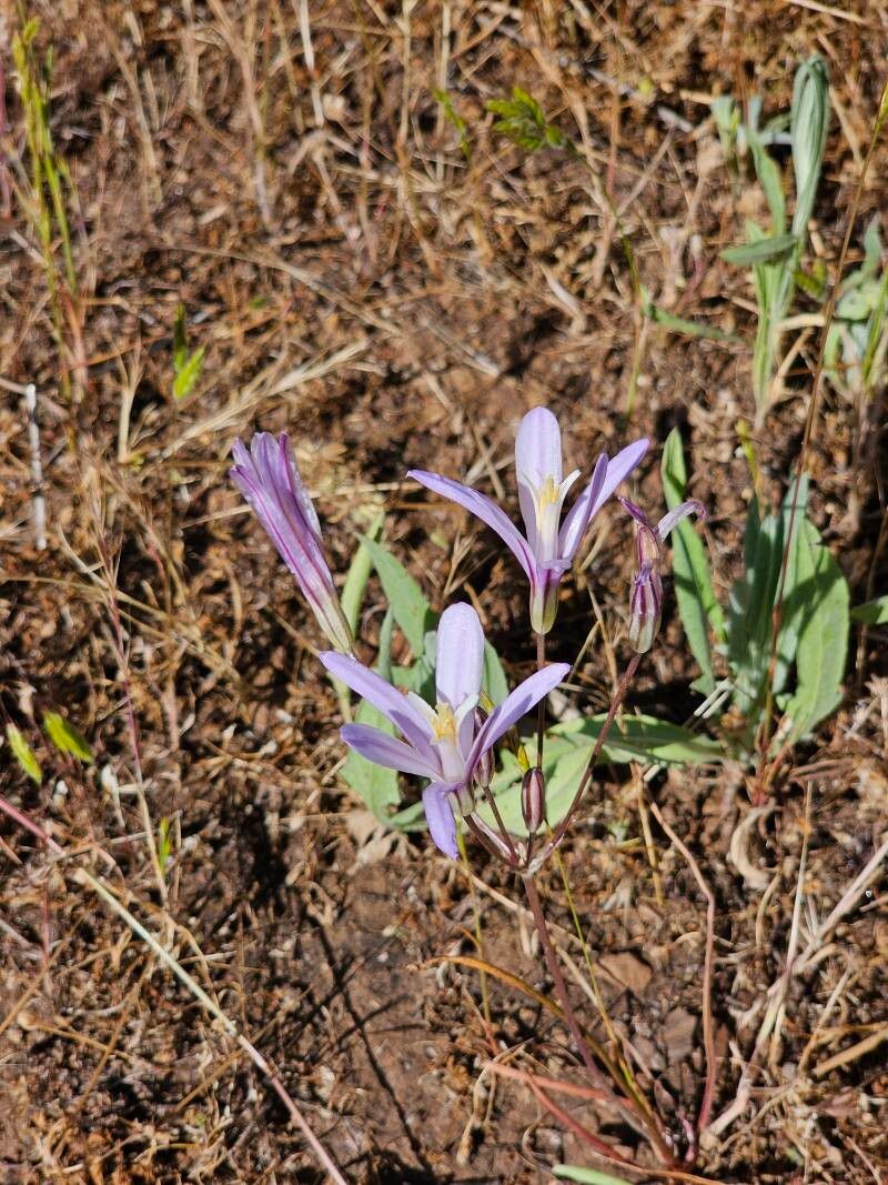 Brodiaea coronaria (Crown Brodiaea)