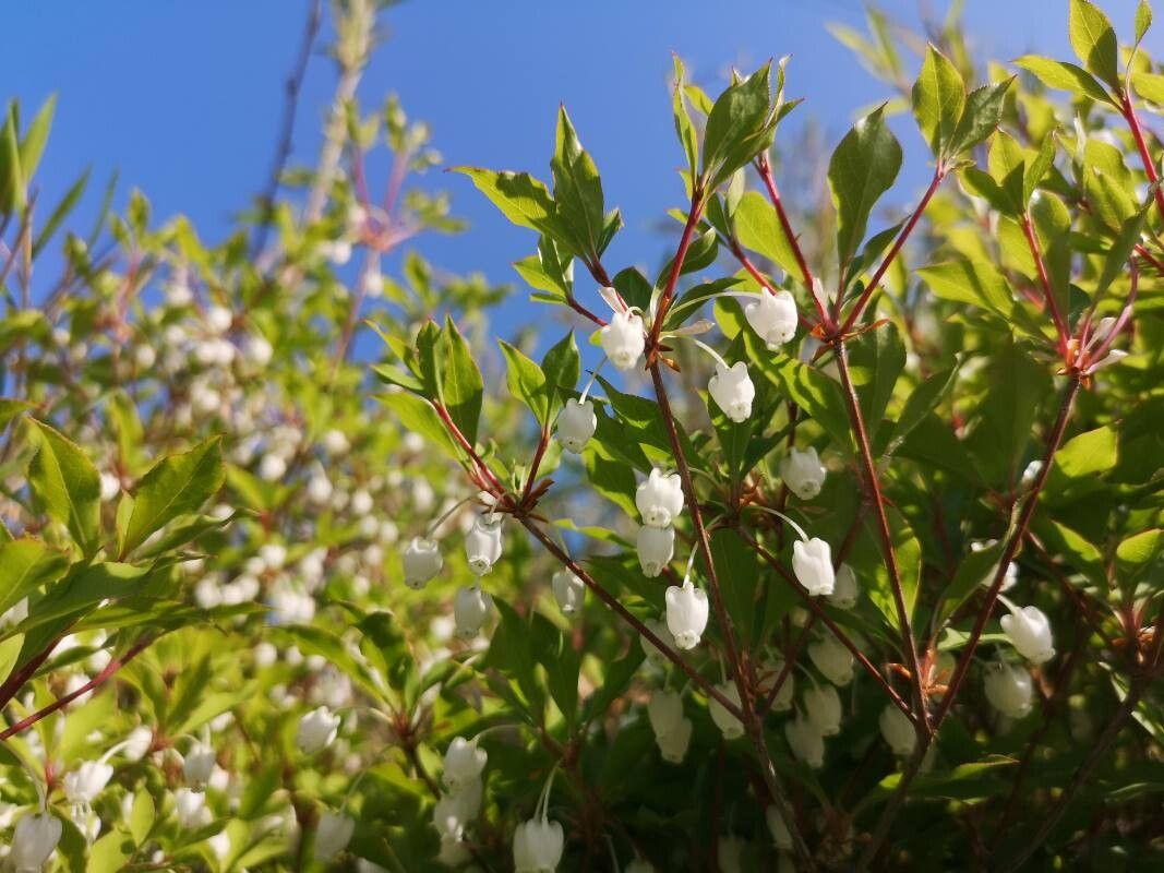 Enkianthus perulatus (White Enkianthus) (alternate view 11)