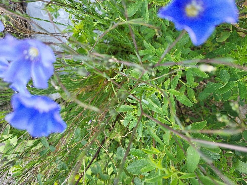 Linum perenne (alternate view 5)