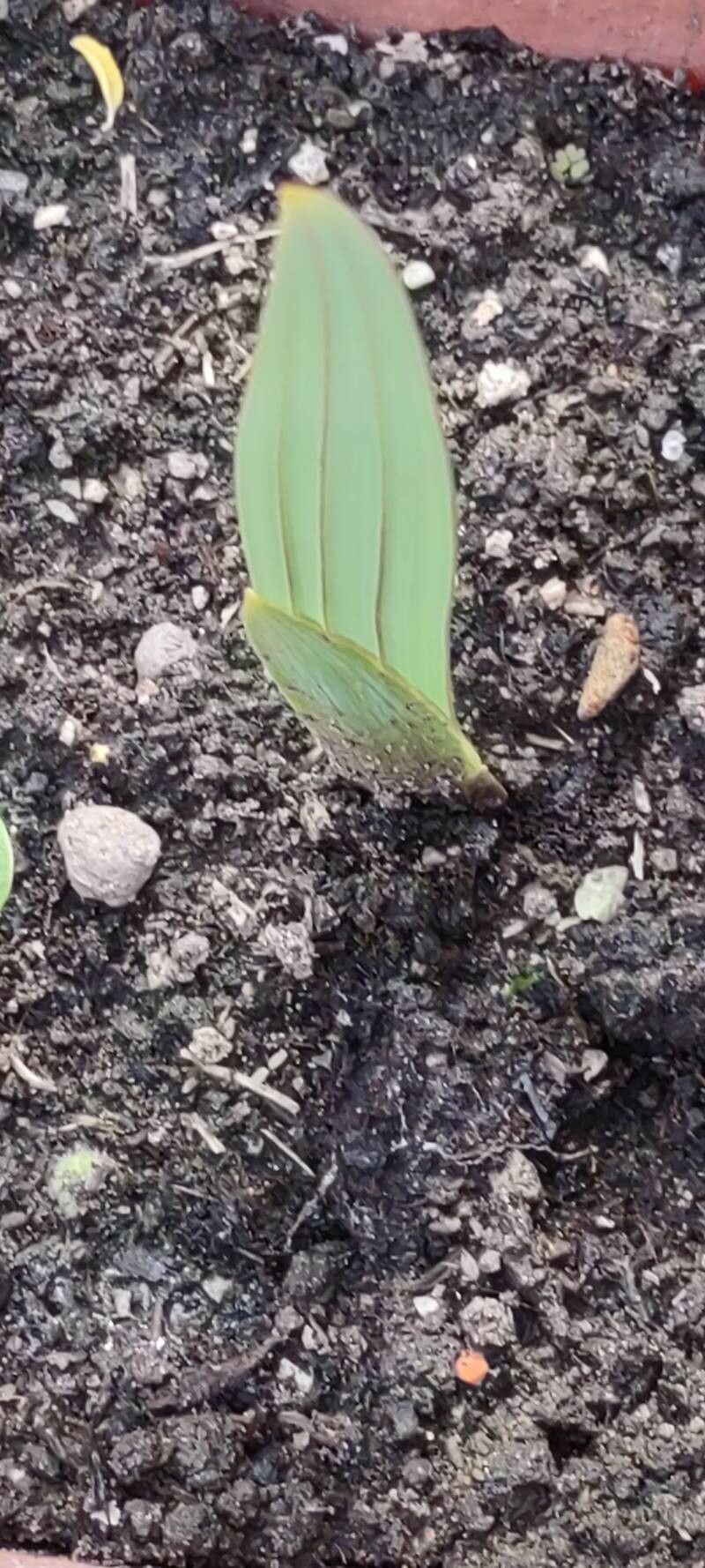 Gladiolus communis (Gladiolus) (alternate view 14)