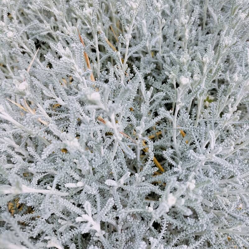 Santolina chamaecyparissus (cotton vavender) (alternate view 2)