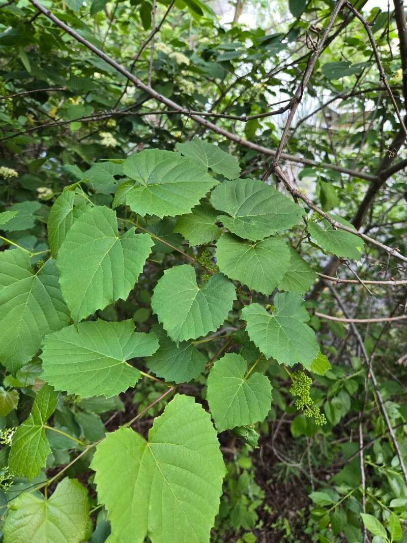 Vitis vulpina (frost grape) (alternate view 10)