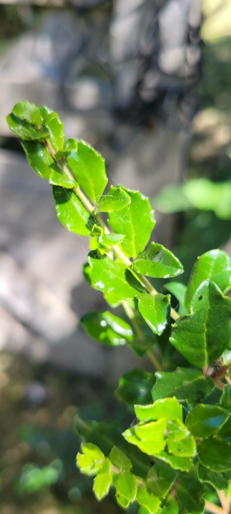 Azara microphylla (Boxleaf azara)
