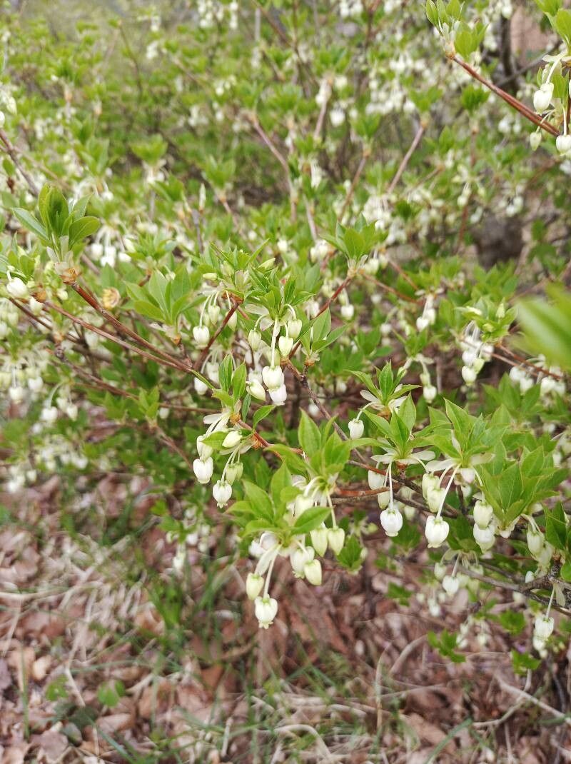 Enkianthus perulatus (White Enkianthus) (alternate view 14)