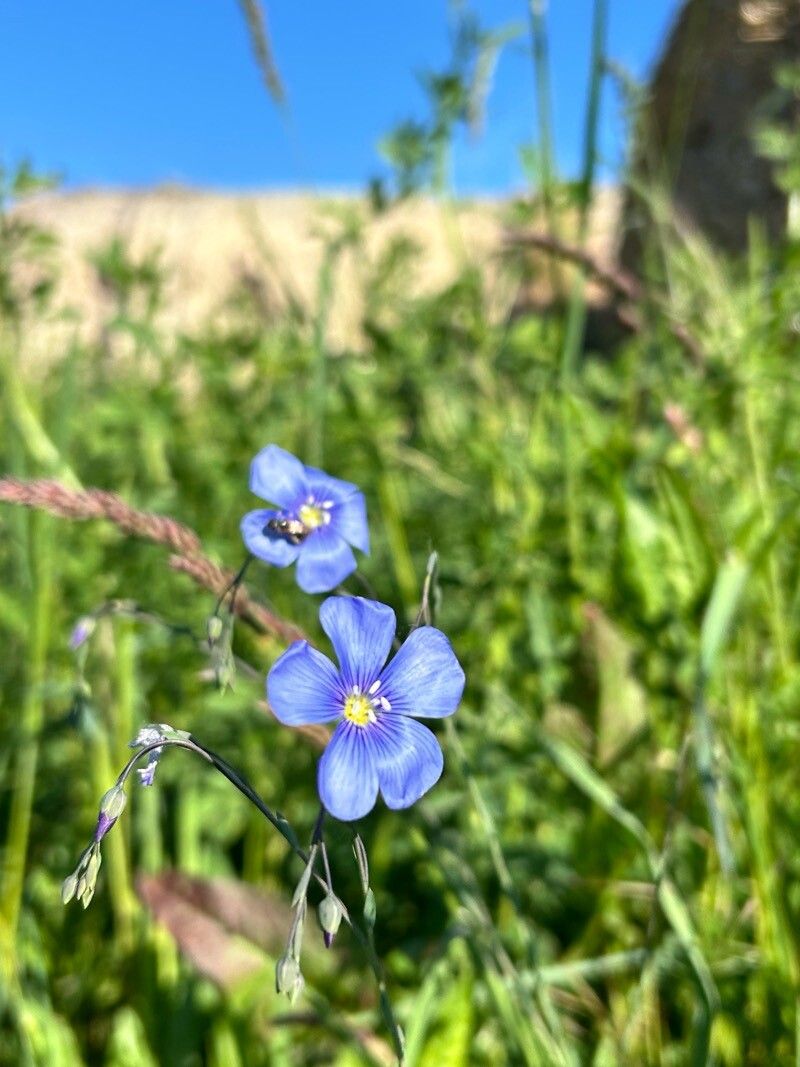 Linum perenne (alternate view 2)