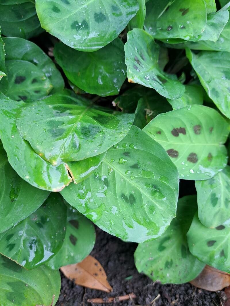 Maranta leuconeura (Prayer Plant) (alternate view 3)