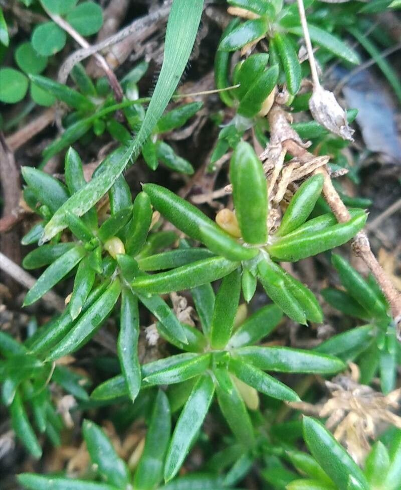 Spergularia rupicola (Rock Sea-spurrey) (alternate view 13)