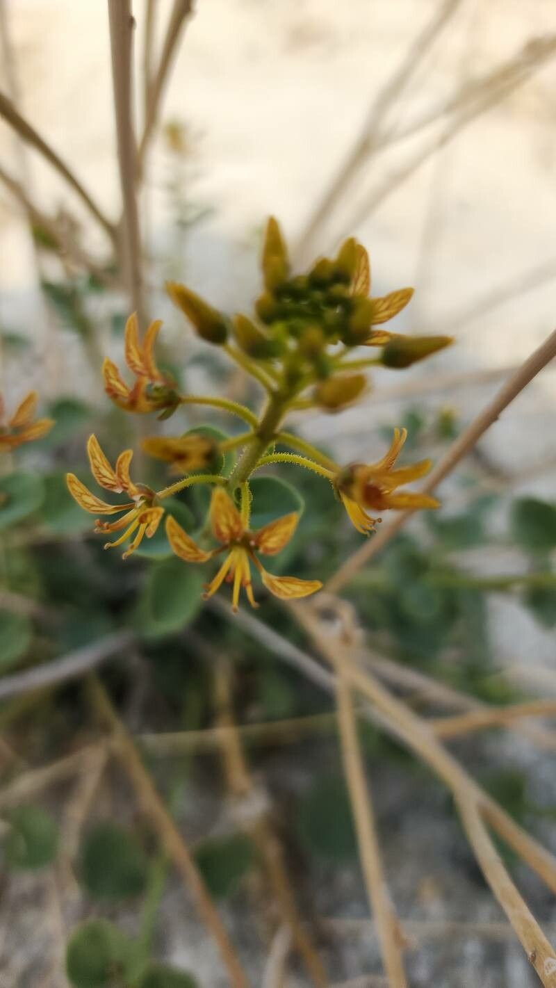 Cleome (Spider Flowers)