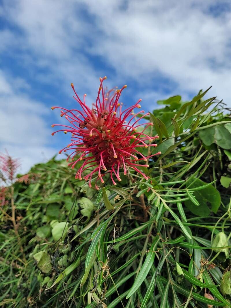 Grevillea banksii (Scarlet Grevillea) (alternate view 10)