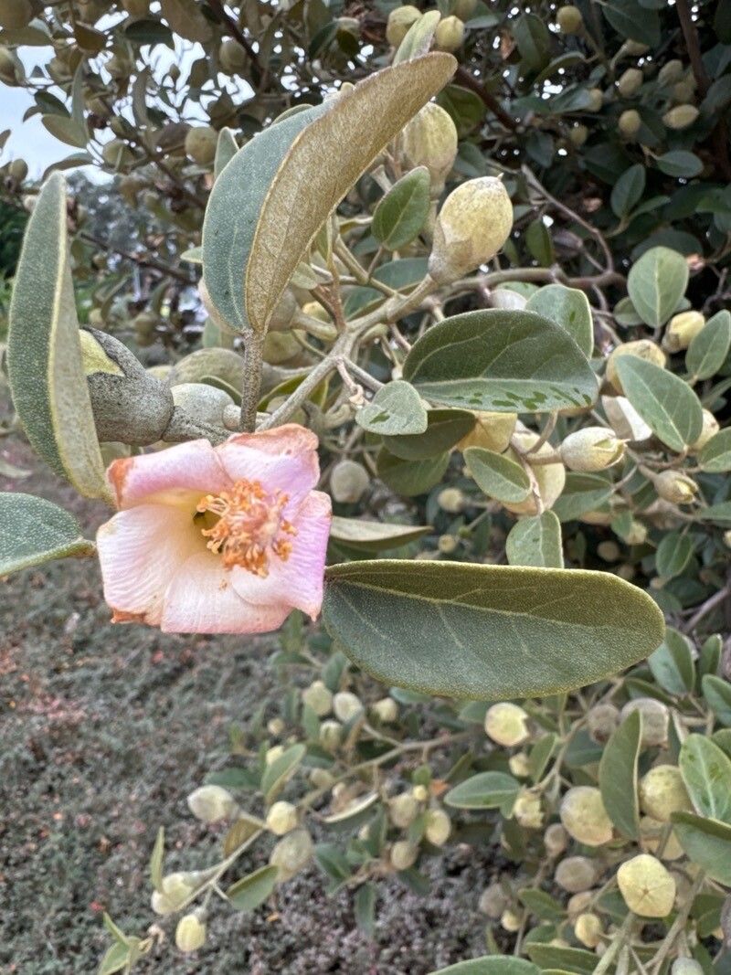 Lagunaria patersonia (Norfolk Island hibiscus) (alternate view 11)