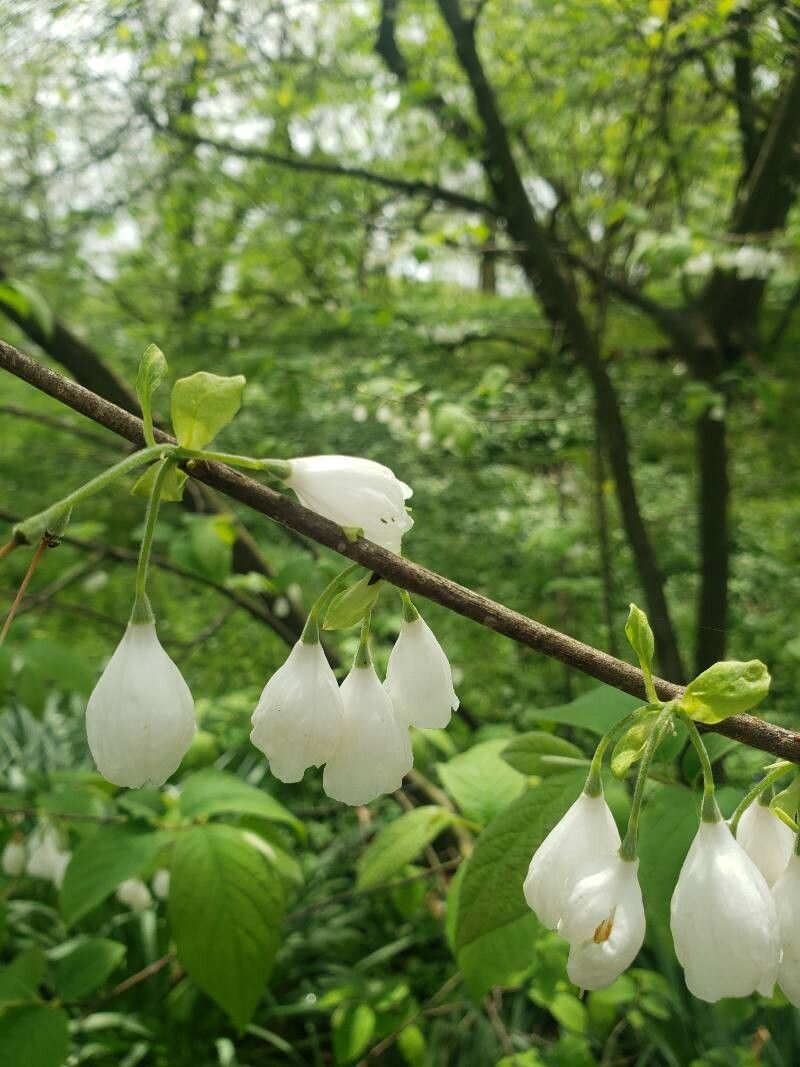 Halesia carolina (Carolina silverbell) (alternate view 13)