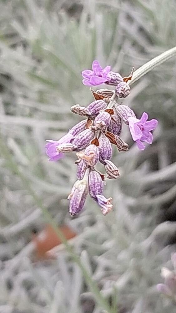 Lavandula × intermedia (Lavandin) (alternate view 6)