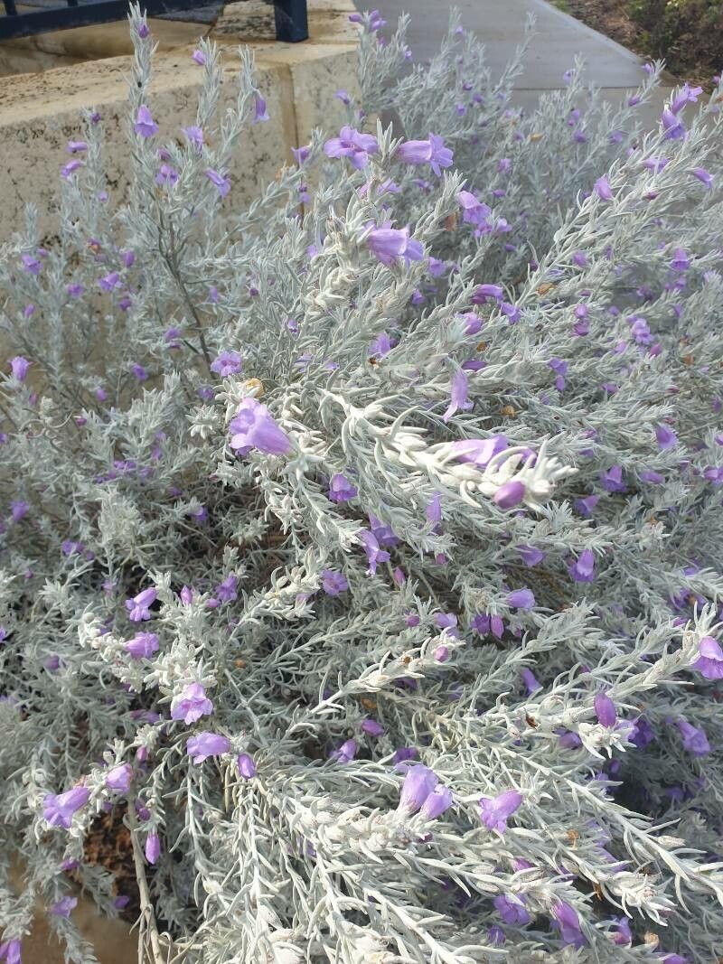 Eremophila nivea (alternate view 3)