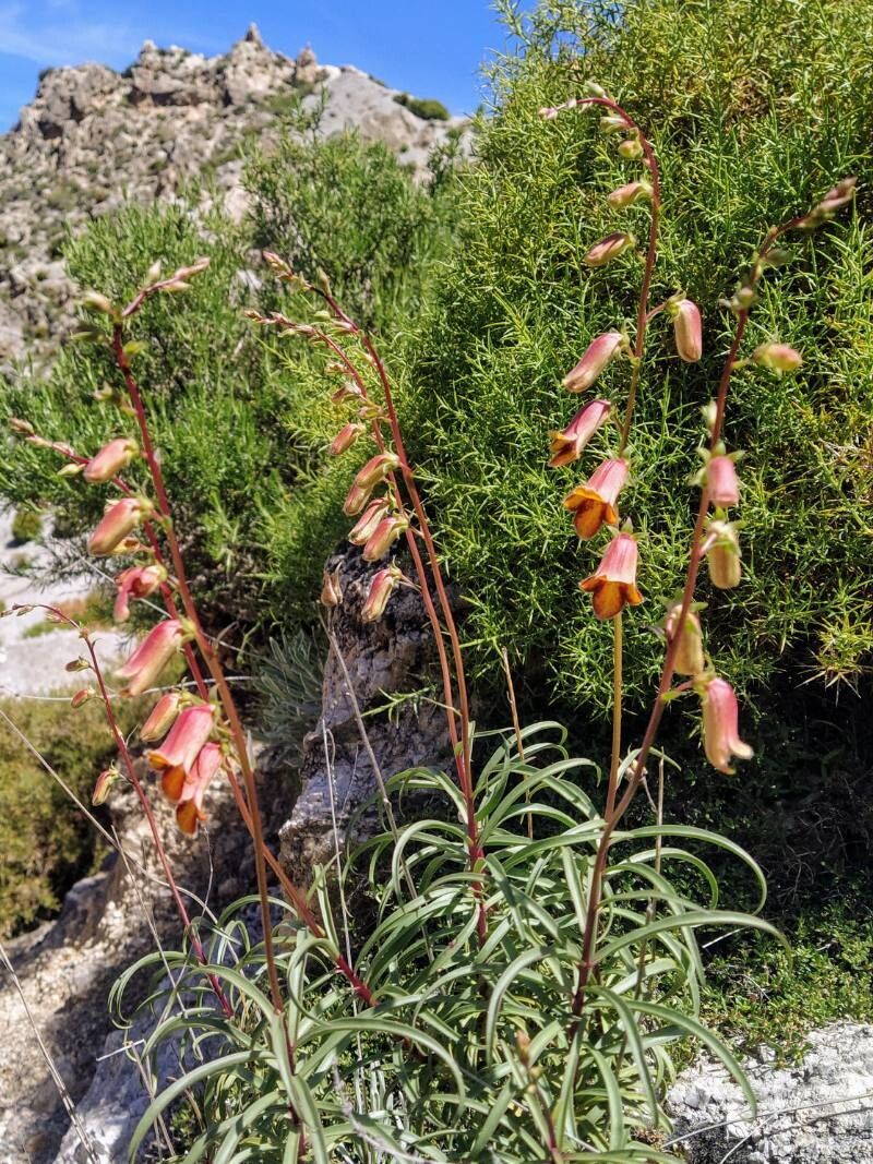 Digitalis obscura (Sunset Foxglove) (alternate view 11)