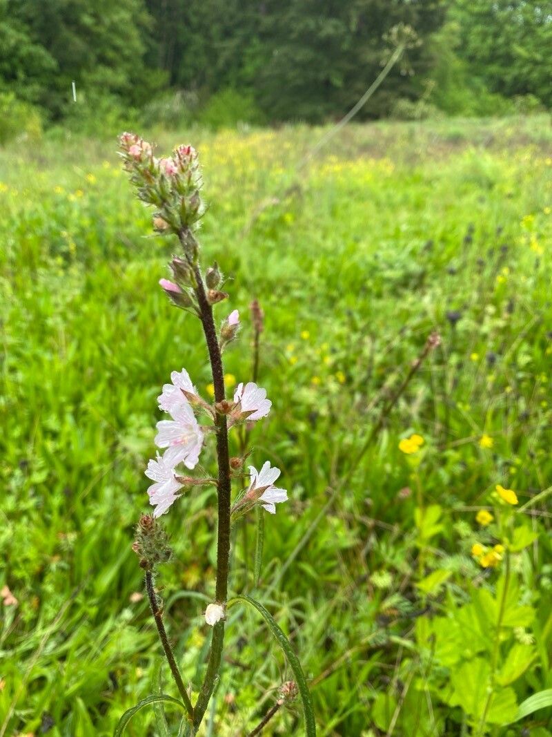 Sidalcea campestris (Meadow Checker-mallow) (alternate view 3)