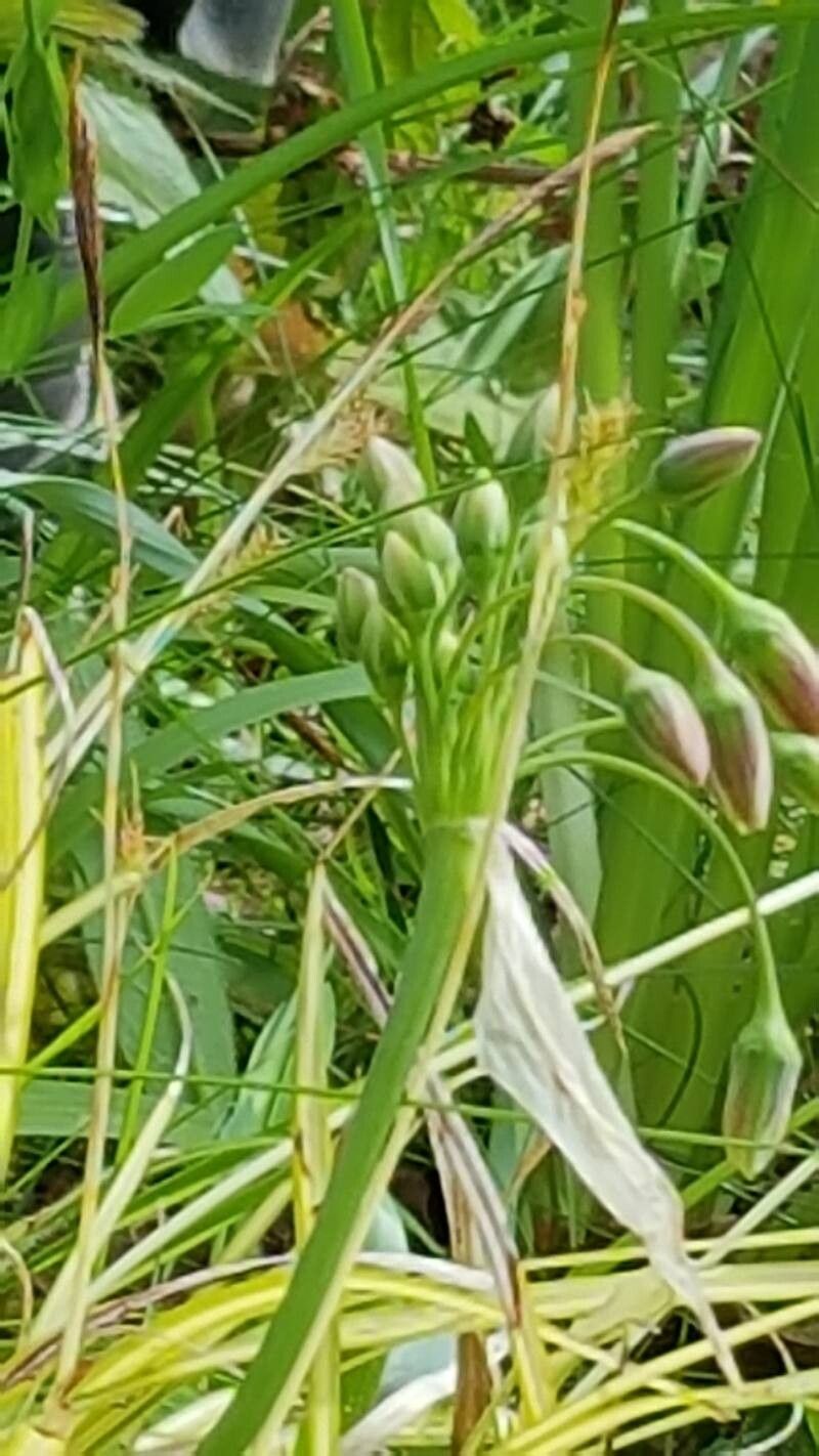 Allium siculum (alternate view 2)