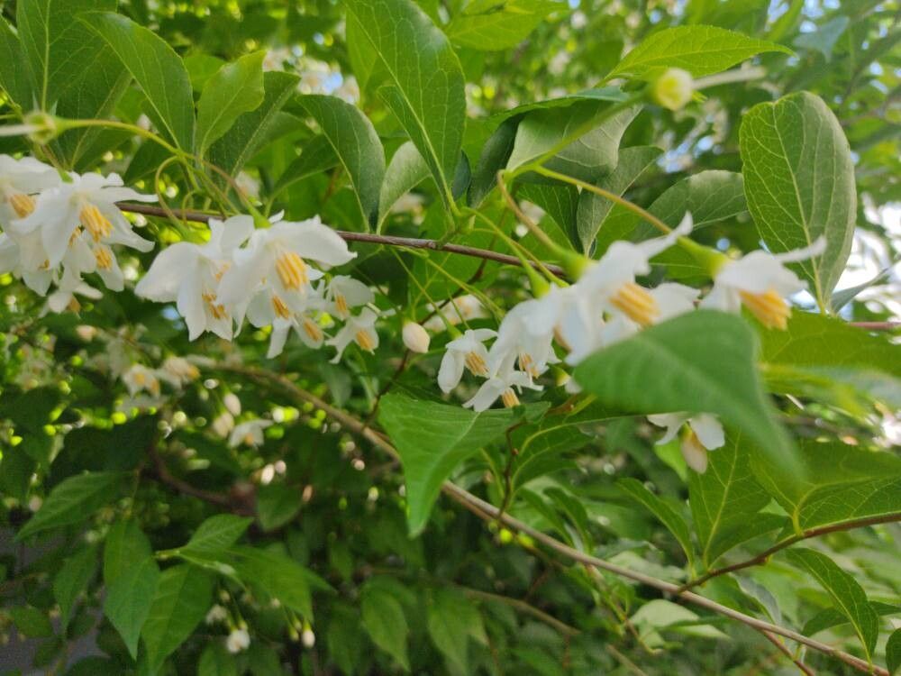 Styrax japonicus (Japanese snowdrop tree) (alternate view 11)