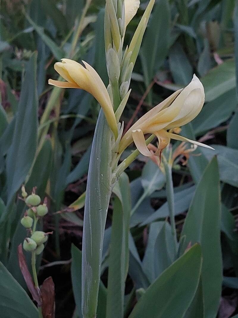 Canna glauca (Water Canna) (alternate view 14)