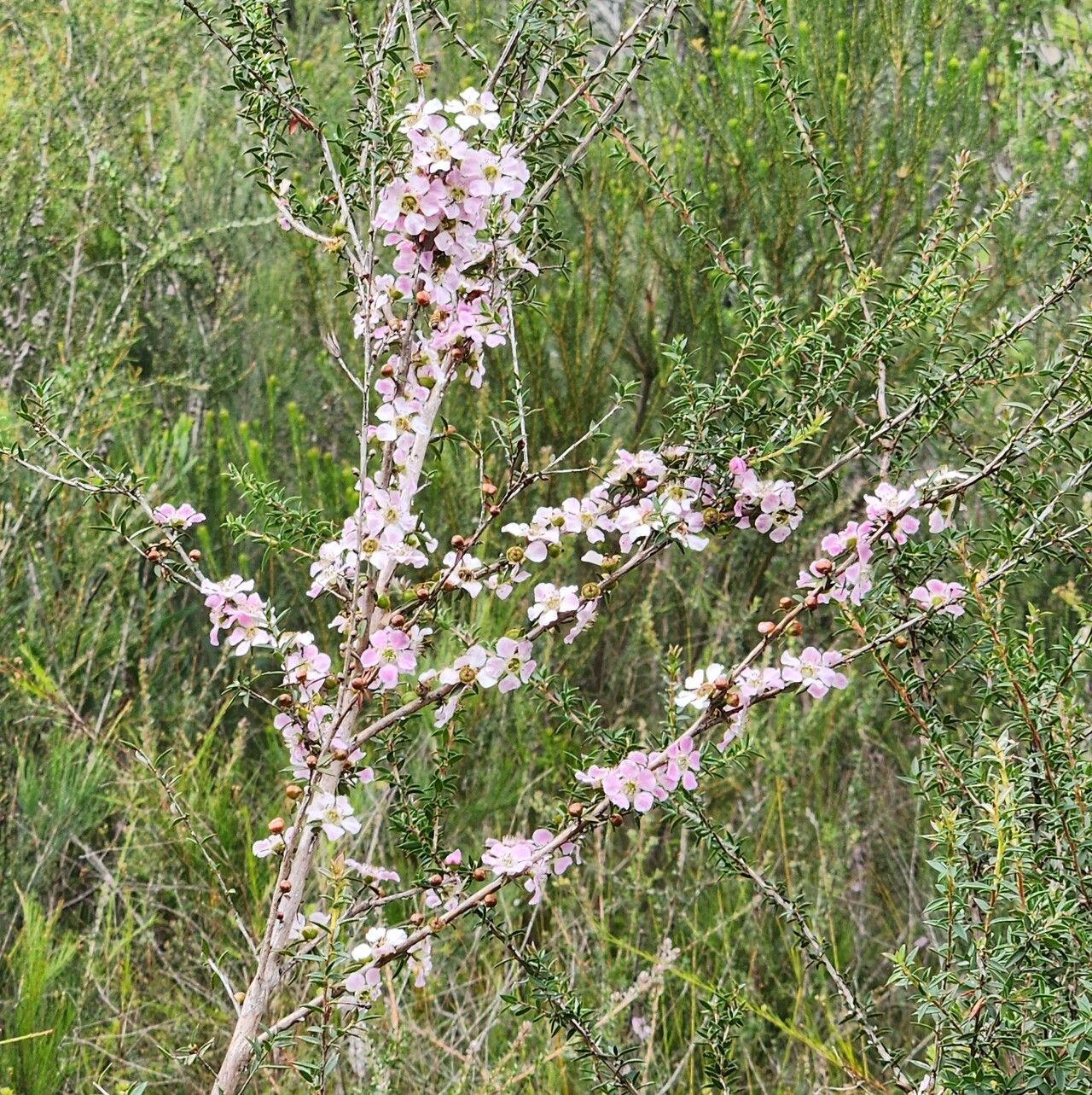 Leptospermum squarrosum (Peach-flowered Tea Tree) (alternate view 12)