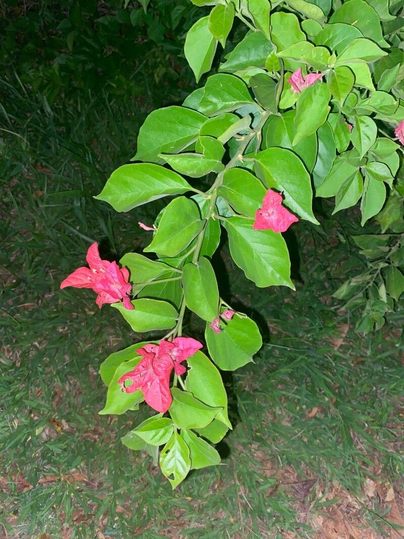 Bougainvillea spectabilis (Bougainvillea) (alternate view 10)