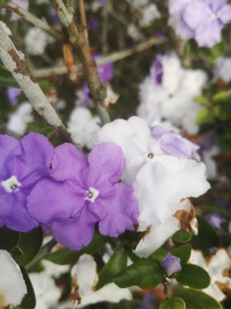 Brunfelsia pauciflora (Yesterday-Today-and-Tomorrow) (alternate view 12)