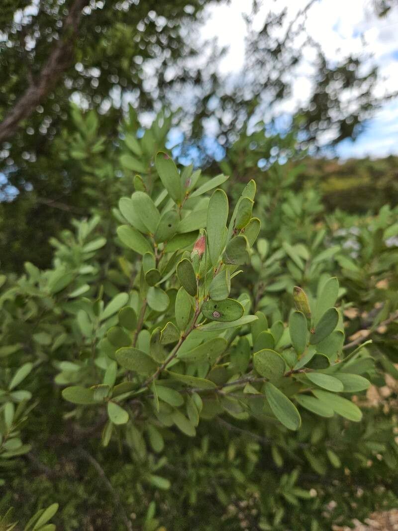 Leptospermum laevigatum, Coastal tea tree — spreading evergreen (Myrtaceae) (image 9 of 10)