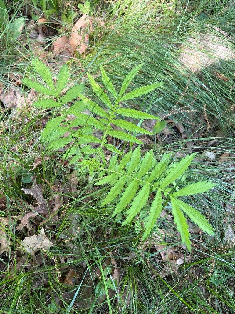 Agrimonia gryposepala (tall hairy agrimony) (alternate view 14)