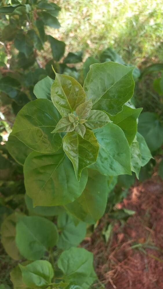 Bougainvillea spectabilis (Bougainvillea) (alternate view 12)