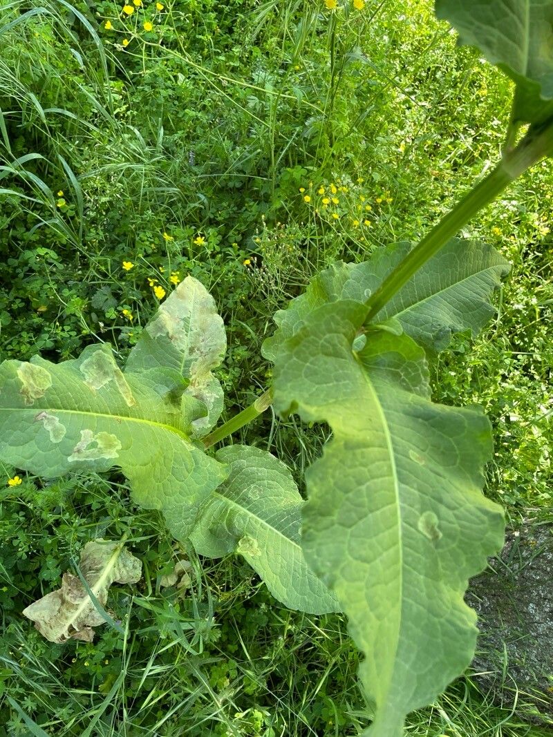 Rumex cristatus (Greek Dock) (alternate view 12)