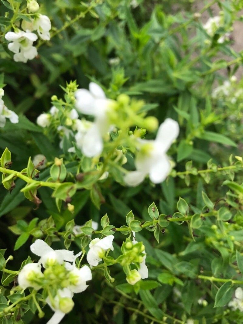 Angelonia angustifolia (Summer Snapdragon)