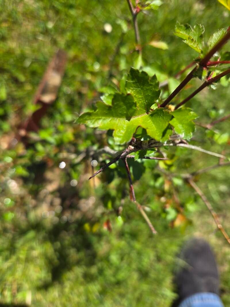 Crataegus phaenopyrum (Washington thorn) (alternate view 2)