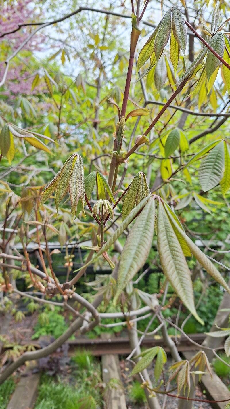 Aesculus parviflora (Bottlebrush Buckeye) (alternate view 9)