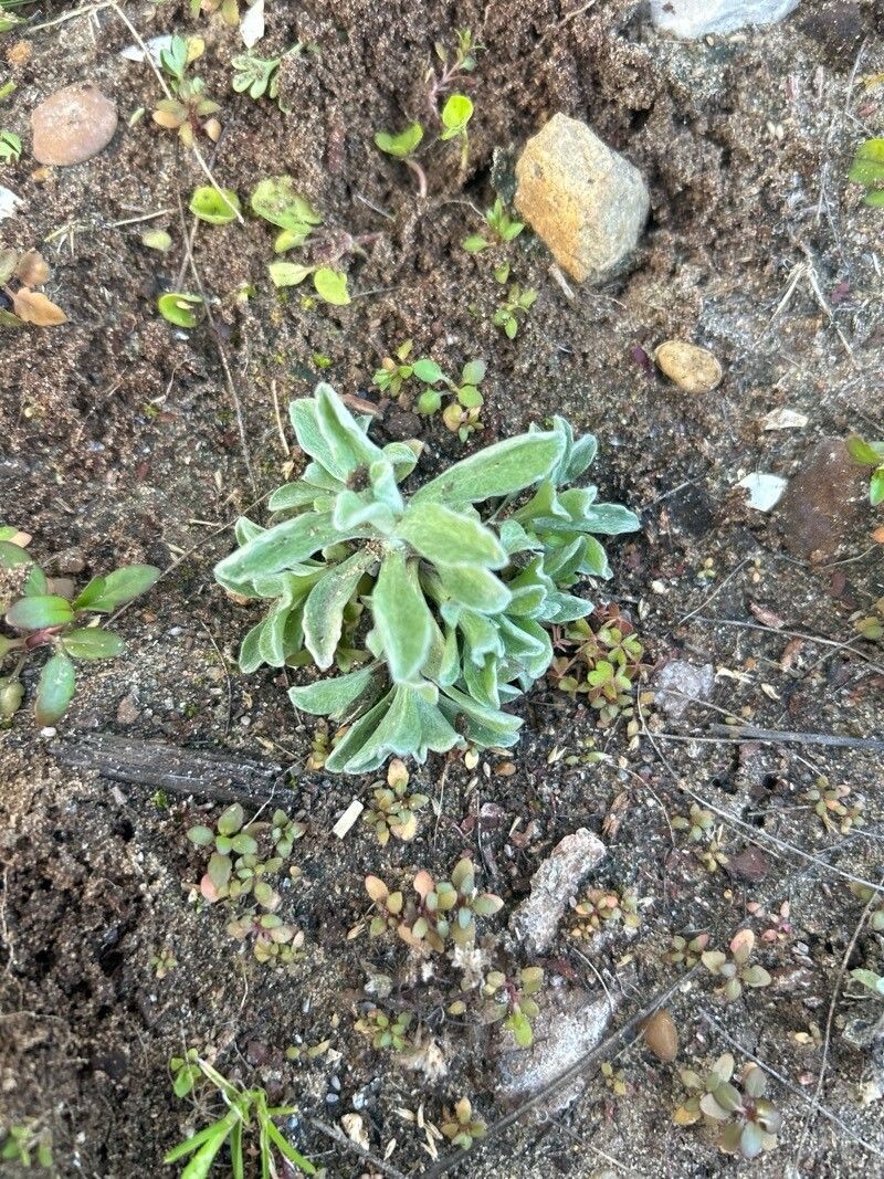 Antennaria parvifolia (small-leaf pussytoes)