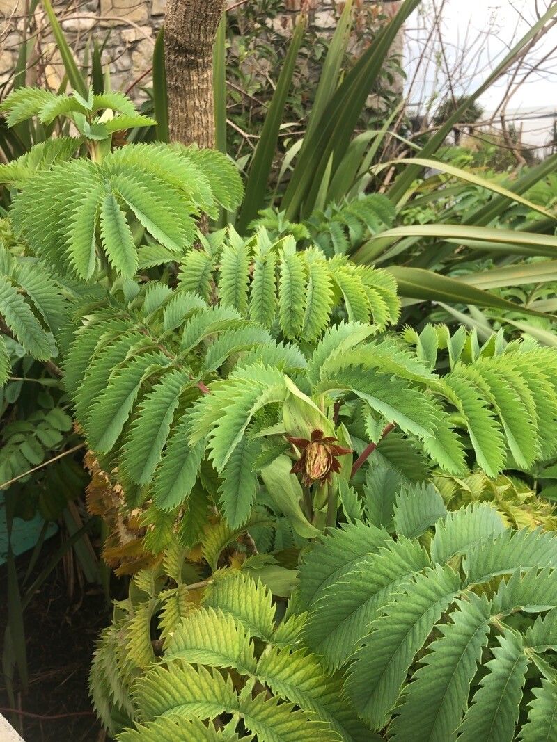 Melianthus