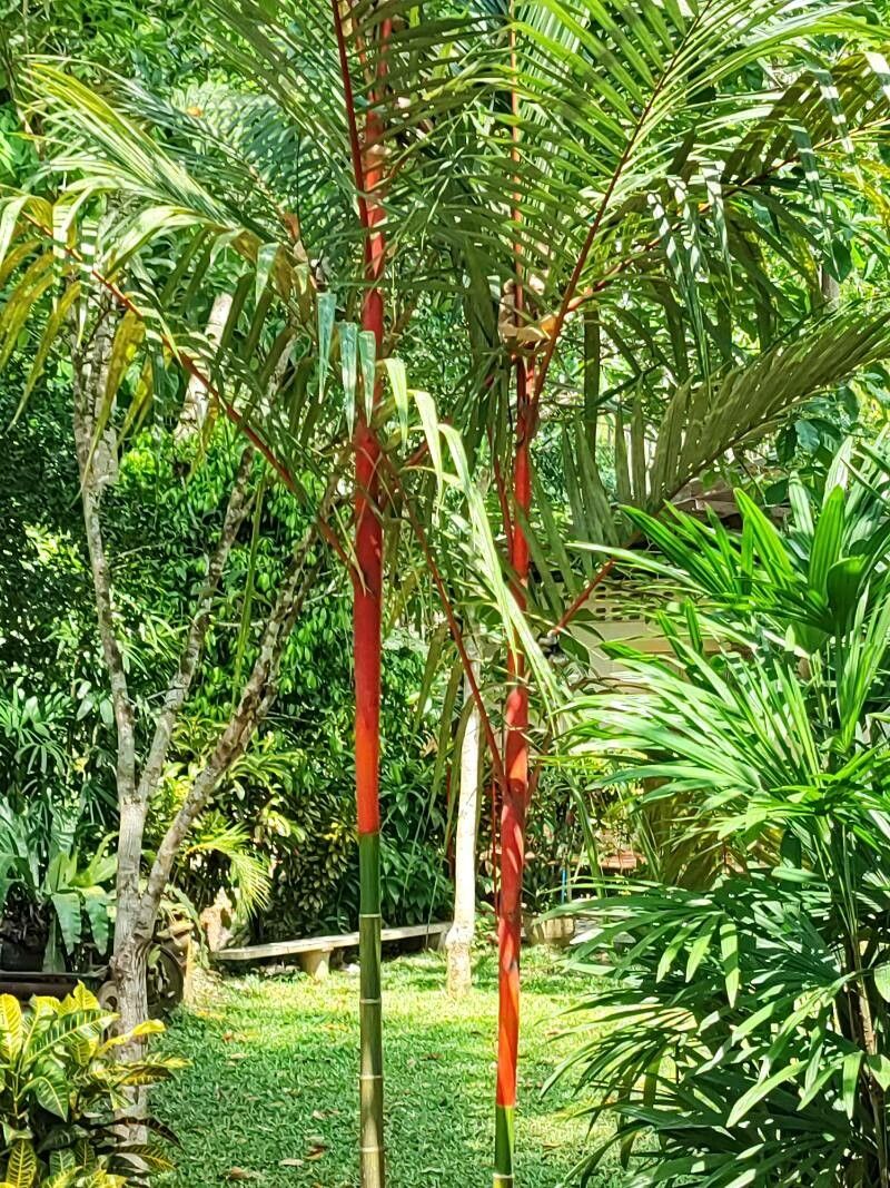 Cyrtostachys renda (Sealing Wax Palm) (alternate view 10)