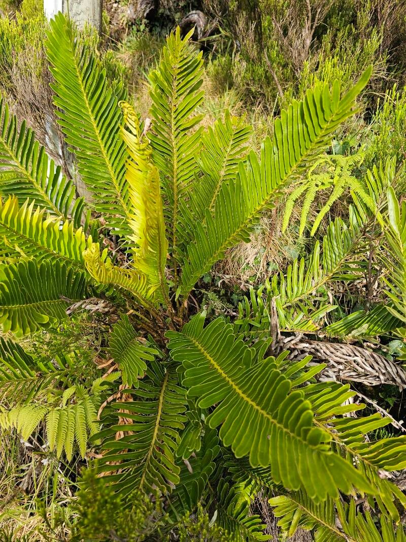 Blechnum tabulare (alternate view 3)