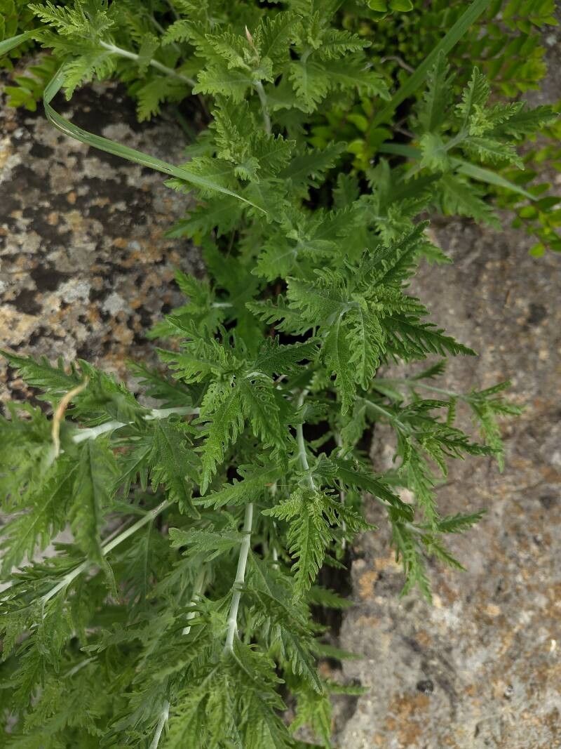Salvia yangii (Russian Sage) (alternate view 2)