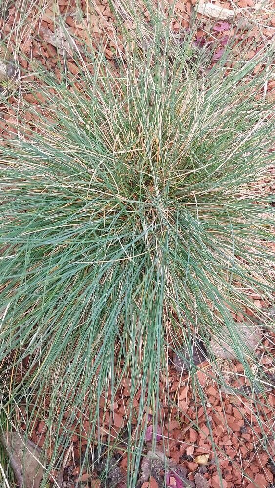 Festuca glauca (blue fescue) (alternate view 11)