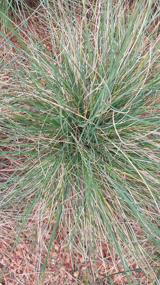 Festuca glauca (blue fescue) (alternate view 12)
